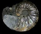 Hoploscaphites Ammonite - South Dakota #22697-1
